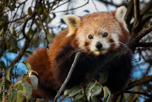 Curious Red Panda in a tree