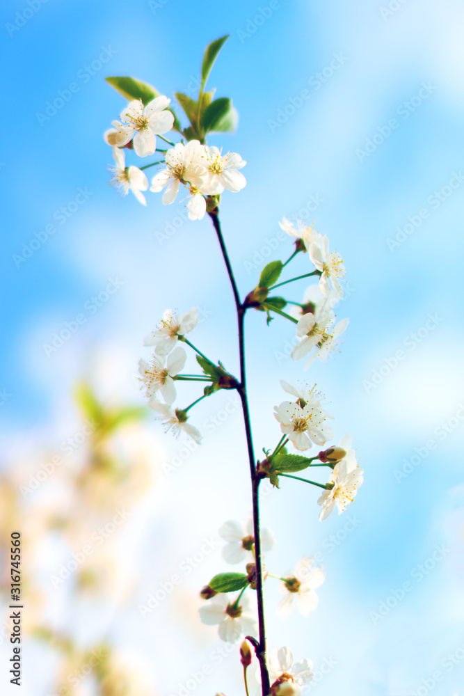 A branch of white cherry blossoms against the sky