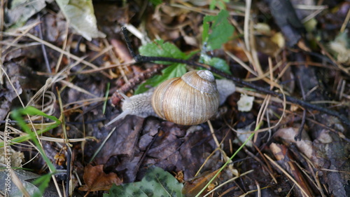 Ślimak na trawie i liściach w lesie na polanie z wystawionymi rogami