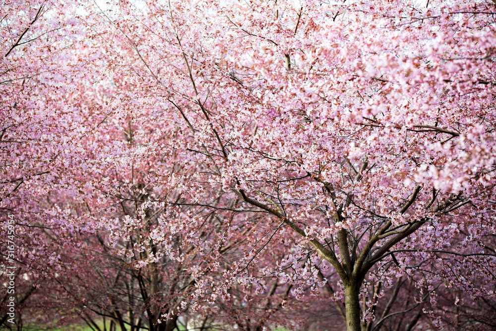 Beautiful city park with cherry trees in bloom. Branches with pink flowers in sunny day. Helsinki, Finland Beautiful city park with cherry trees in bloom. Branches with pink flowers in sunny day. Helsinki, Finland