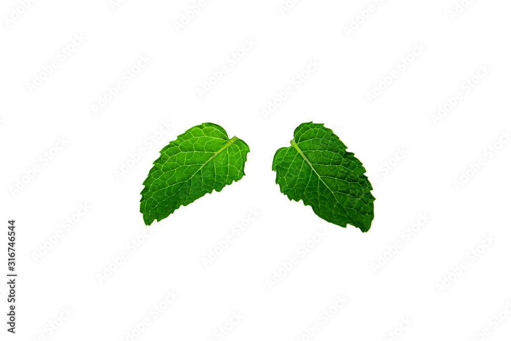 Fresh mint leaves isolated on white background.