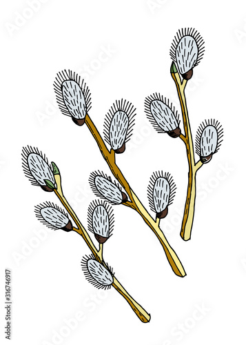 Set of spring pussy willow branches isolated on white background. Hand drawn vector illustration.Easter decoration