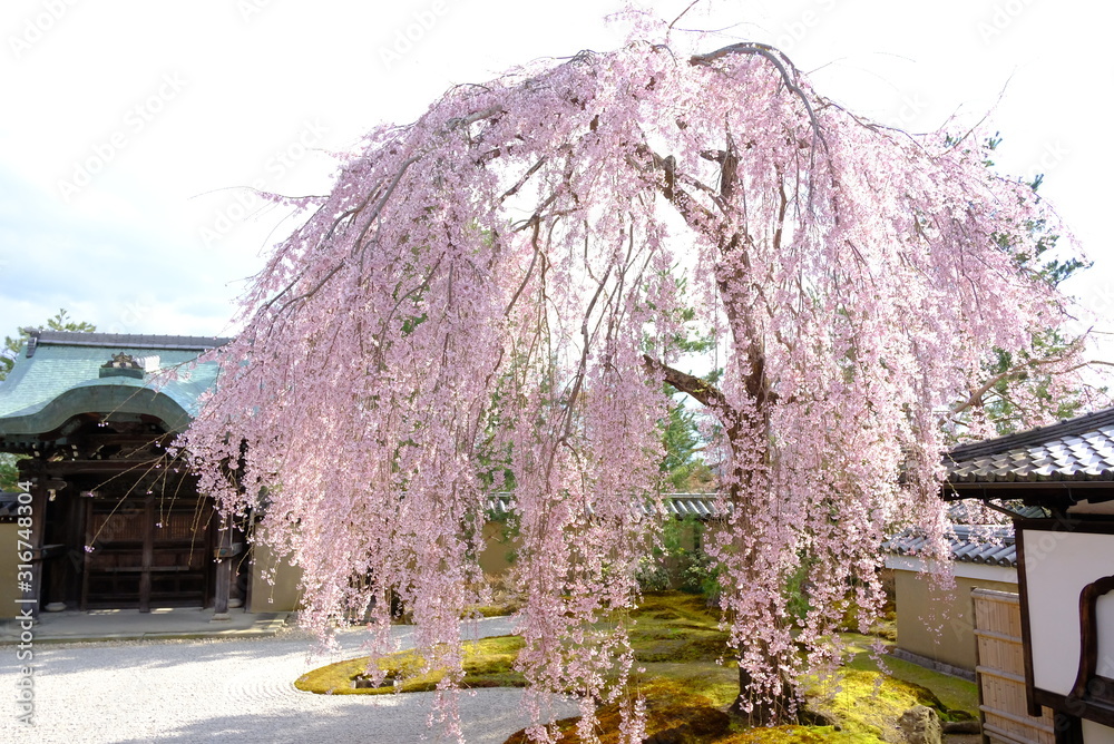 京都 高台寺の枝垂れ桜 Stock Photo | Adobe Stock