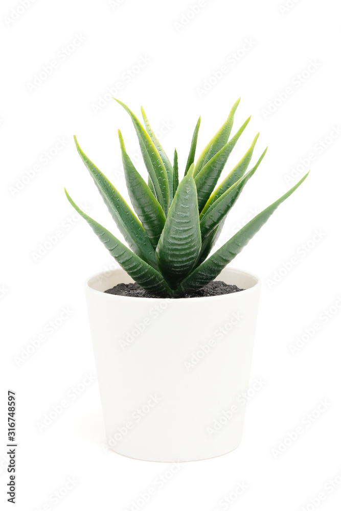 Cactus in white pot isolated on white background with clipping path Cactus in white pot isolated on white background with clipping path