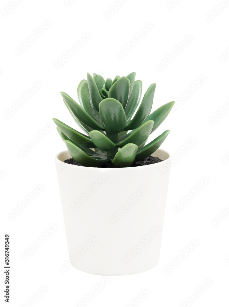 Cactus in white pot isolated on white background with clipping path