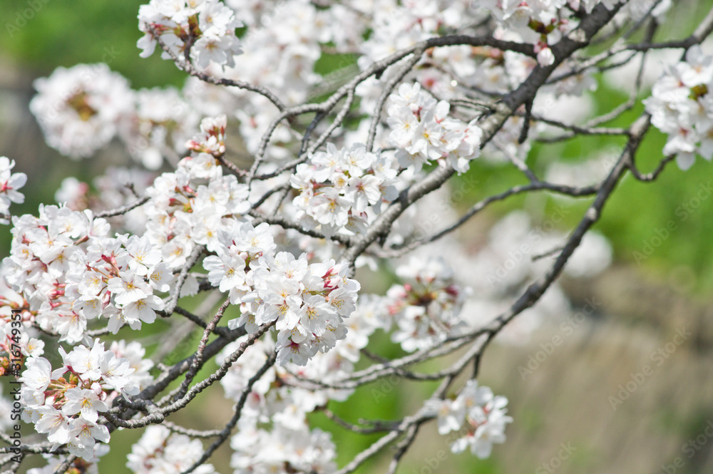 Scientific name is Cerasus ×yedoensis (Matsum.) Masam. & Suzuki ‘Somei-yoshino. Scientific name is Cerasus ×yedoensis (Matsum.) Masam. & Suzuki ‘Somei-yoshino.