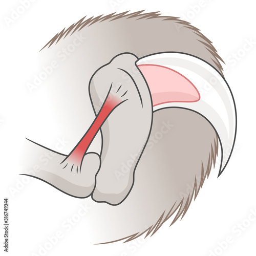 Cat claw scheme illustration