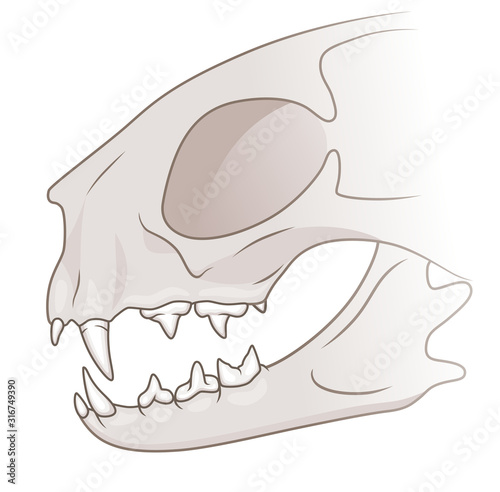 Cat teeth illustration