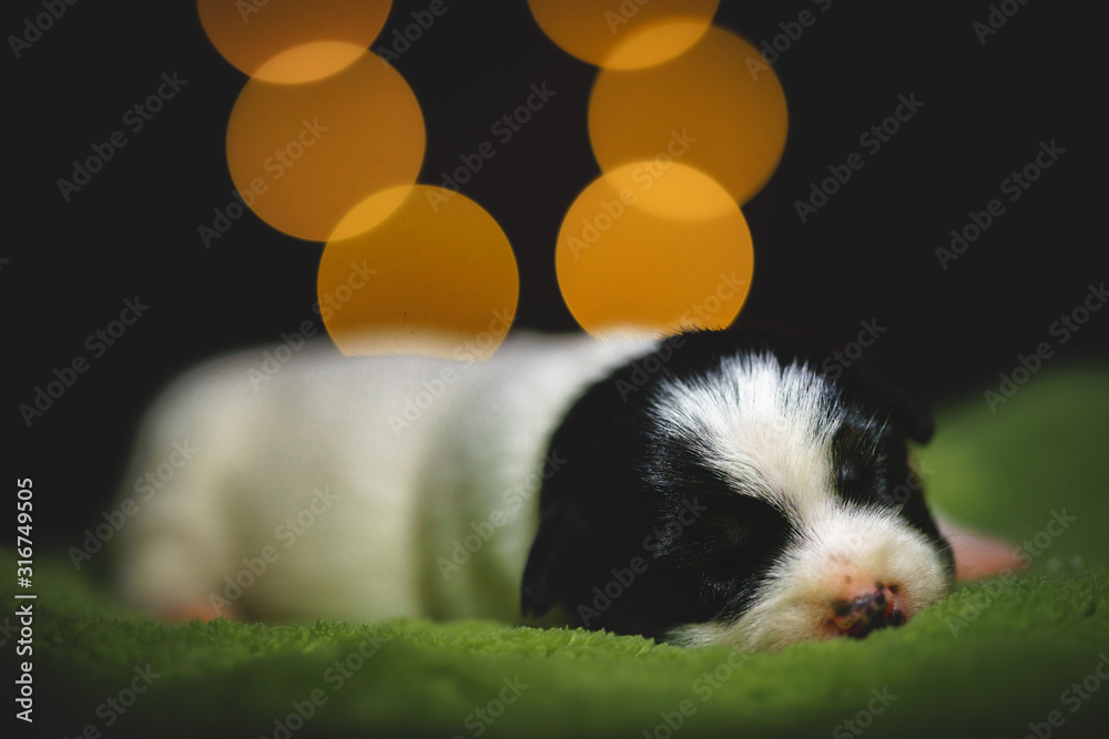 Few days old dog in a studio photo session. Jack Russell terriera puppy. Little white dog. Beautiful blurry lights. Few days old dog in a studio photo session. Jack Russell terriera puppy. Little white dog. Beautiful blurry lights.