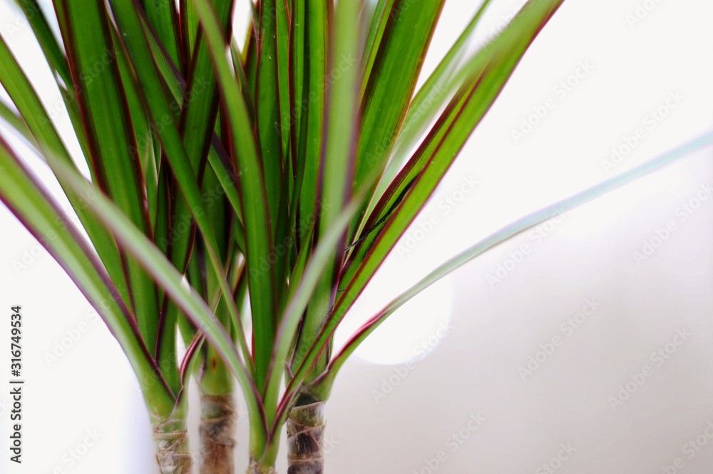 Fototapeta premium dracaena plant in front of white background