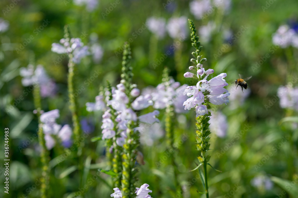 Fototapeta premium Physostegia virginiana flowers and bees in the garden
