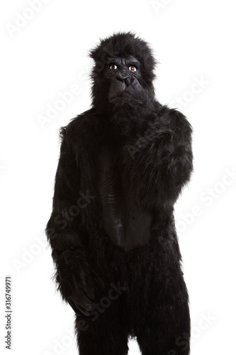 Vászonkép Young man in a gorilla costume picking his nose against white background