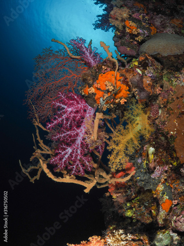 Fototapeta Naklejka Na Ścianę i Meble -  Scuba Diving Truk Lagoon, Chuuk Micronesia