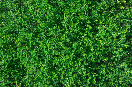 Fine green grass. Texture or background. View from above