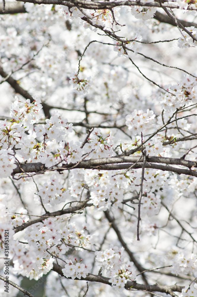 Scientific name is Cerasus ×yedoensis (Matsum.) Masam. & Suzuki ‘Somei-yoshino. Scientific name is Cerasus ×yedoensis (Matsum.) Masam. & Suzuki ‘Somei-yoshino.