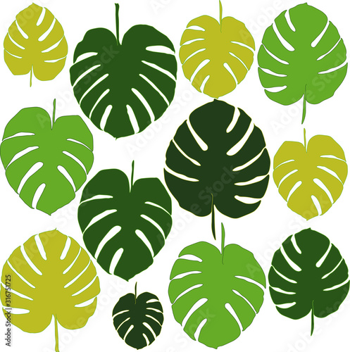 Set of tropic leaves isolated for card, template and cover design.   Philodendron leaf in different size and colors. Vector illustration of monstera.