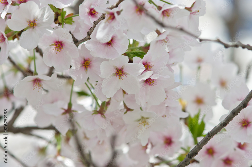 Scientific name is Cerasus ×yedoensis (Matsum.) Masam. & Suzuki ‘Somei-yoshino. Scientific name is Cerasus ×yedoensis (Matsum.) Masam. & Suzuki ‘Somei-yoshino.
