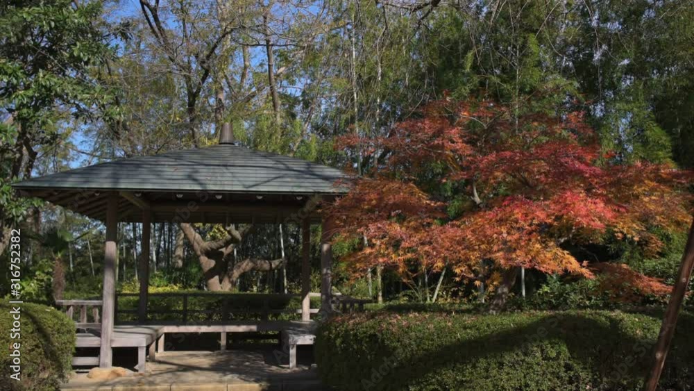 公園の紅葉 公園の紅葉