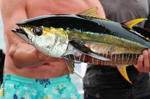 Yellowfin tuna Catched by a Fisherman Thunnus albacares Gelbflossen-Thun  ... photo