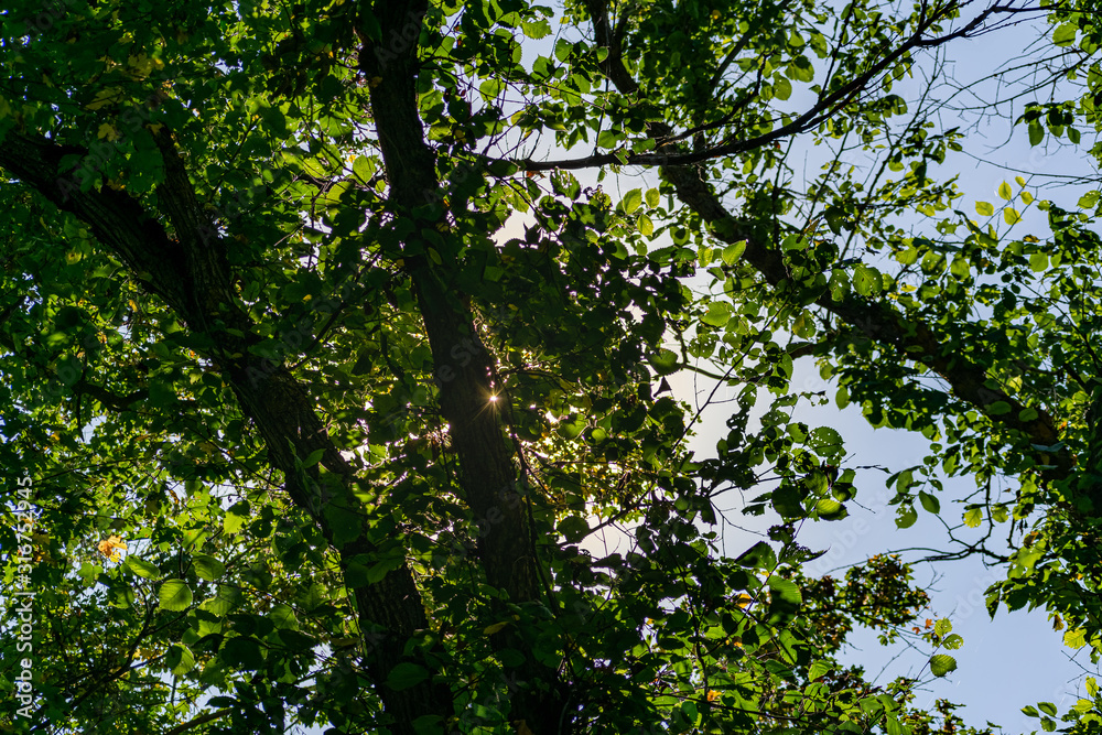 Green vegetation in the warm season, summer and spring time of year. The period of a large number of leaves on trees and bushes. Deciduous natural background with branches and trunks.