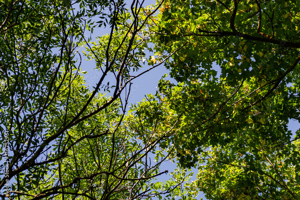 Fototapeta premium Green vegetation in the warm season, summer and spring time of year. The period of a large number of leaves on trees and bushes. Deciduous natural background with branches and trunks.