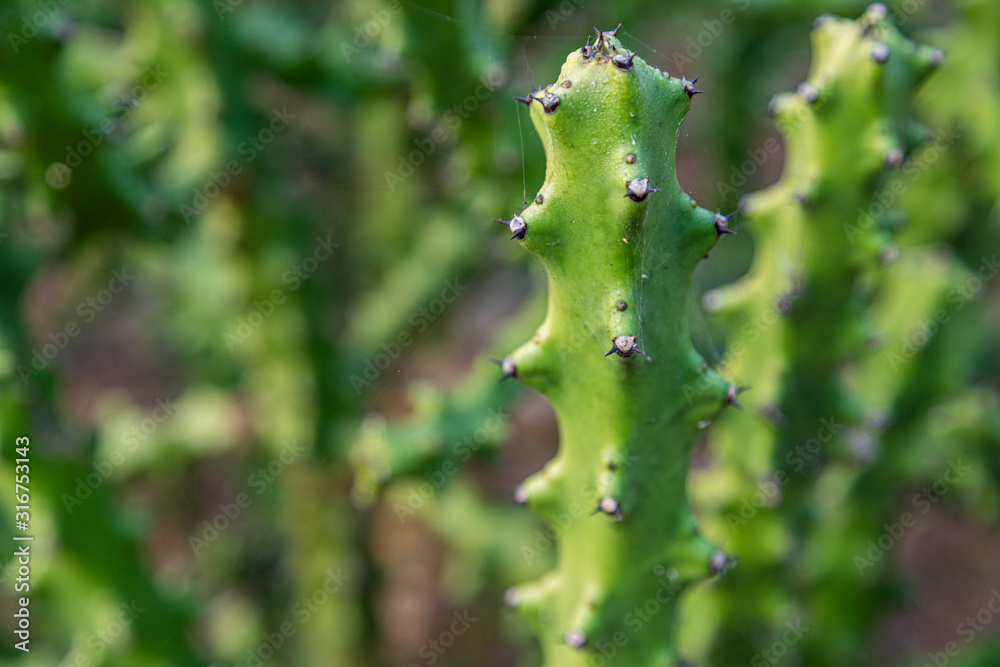 Asian Cactus Plant .Cactus at rocks at blue sky in tungareshwar mountain Maharashtra india. Asian Cactus Plant .Cactus at rocks at blue sky in tungareshwar mountain Maharashtra india.