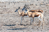 Closeup of a herd of Impalas - Aepyceros melampus- grazing on the plains of Etosha National Park, Namibia.