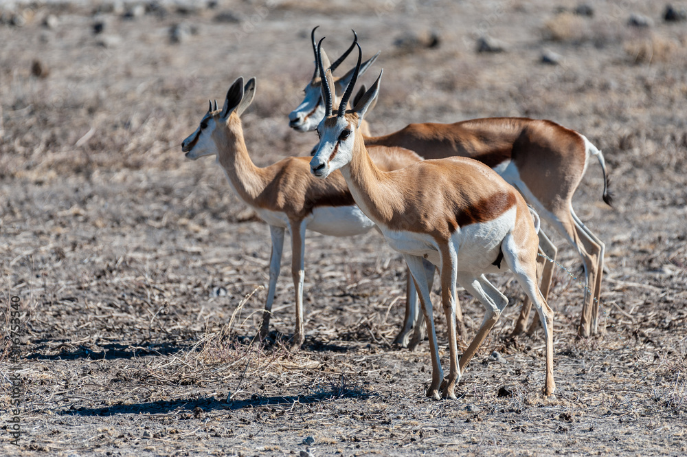Closeup of a herd of Impalas - Aepyceros melampus- grazing on the plains of Etosha National Park, Namibia. Closeup of a herd of Impalas - Aepyceros melampus- grazing on the plains of Etosha National Park, Namibia.