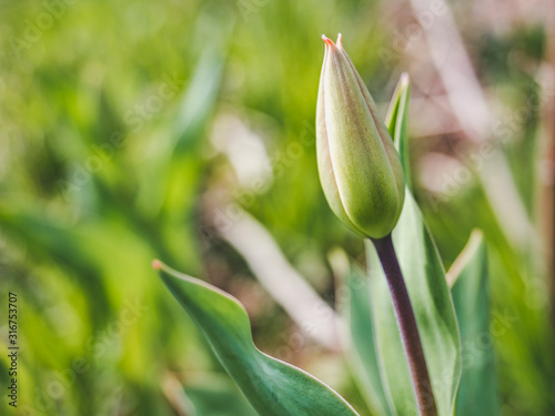Wallpaper Mural Early, bright, spring flowers on the background of young, green grass Torontodigital.ca