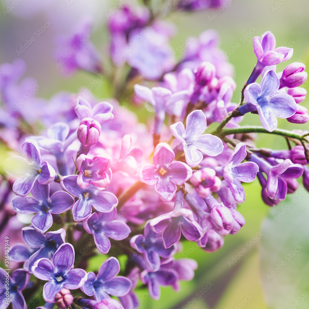 Early, bright, spring flowers on a background of green grass Early, bright, spring flowers on a background of green grass