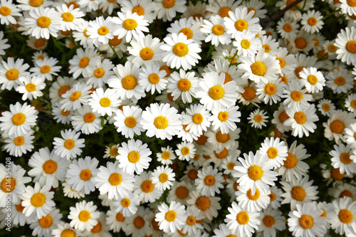 Medicinal chamomile flowers top view, daisies