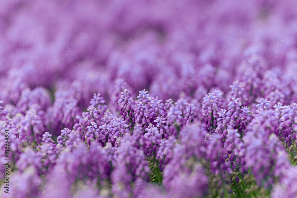 Obraz premium Pink bell-shaped flowers, muscari, hyacinth family. 
