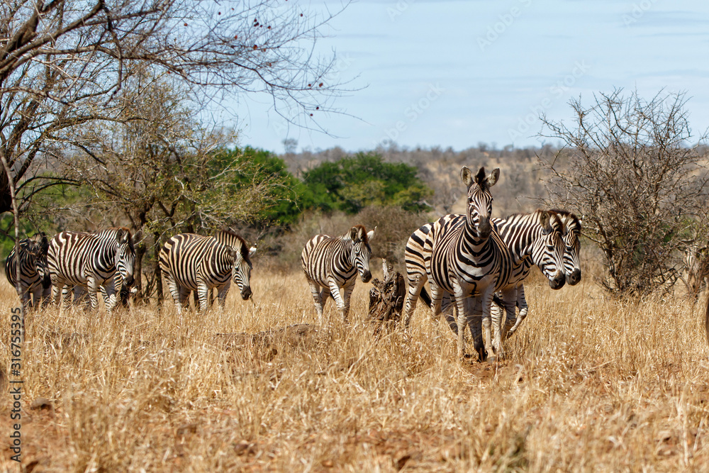 Zebra herd in the Kruger National Park in South Africa