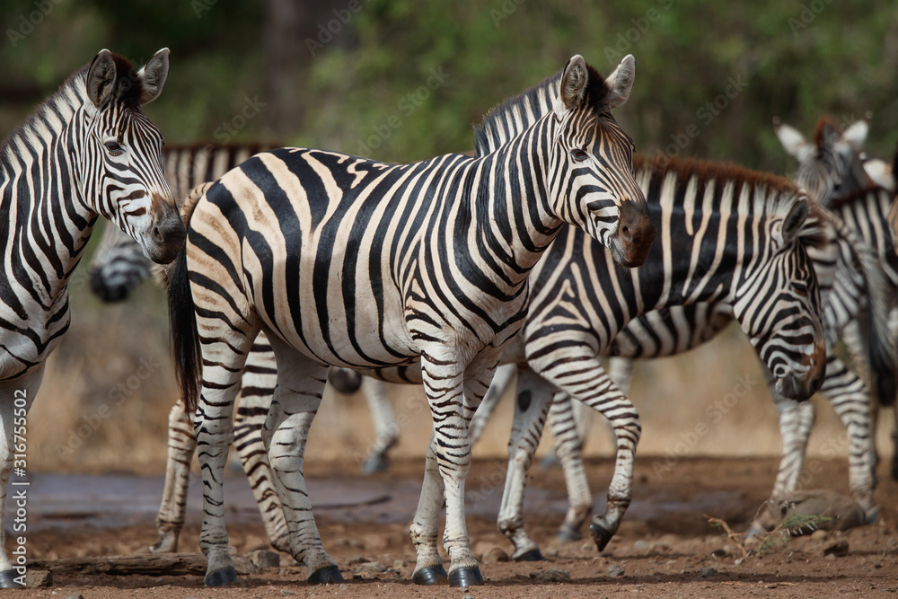 Zebra herd at a waterhole in the Kruger National Park in South Africa Zebra herd at a waterhole in the Kruger National Park in South Africa