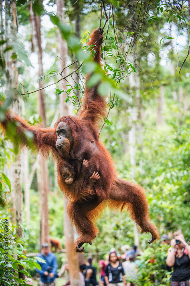 Obraz premium Mother orangutan and cub in a natural habitat. Bornean orangutan (Pongo pygmaeus wurmmbii) in the wild nature. Rainforest of Island Borneo. Indonesia.