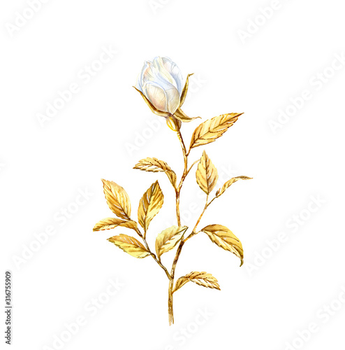 Watercolor white rose branch with gloden leaves. Realistic flower bud isolated on white. Botanical floral illustration for wedding design, cosmetics, advertising