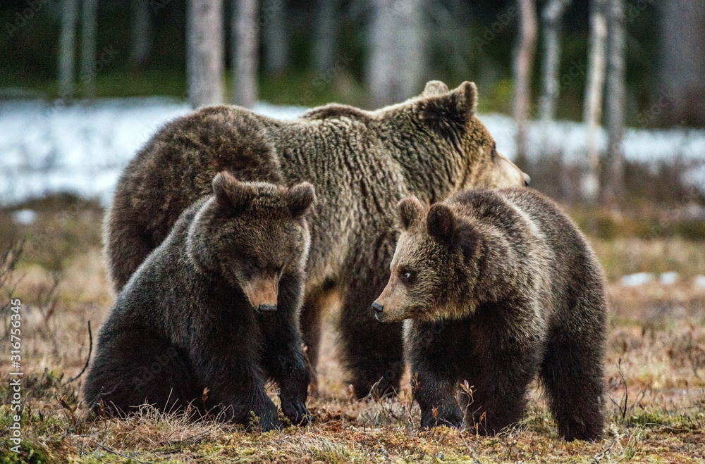 Bear cubs and she-bear. Brown bear (Ursus Arctos Arctos) in the spring forest. Natural habitat Bear cubs and she-bear. Brown bear (Ursus Arctos Arctos) in the spring forest. Natural habitat