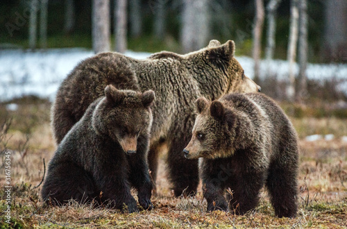 Bear cubs and she-bear. Brown bear (Ursus Arctos Arctos) in the spring forest. Natural habitat