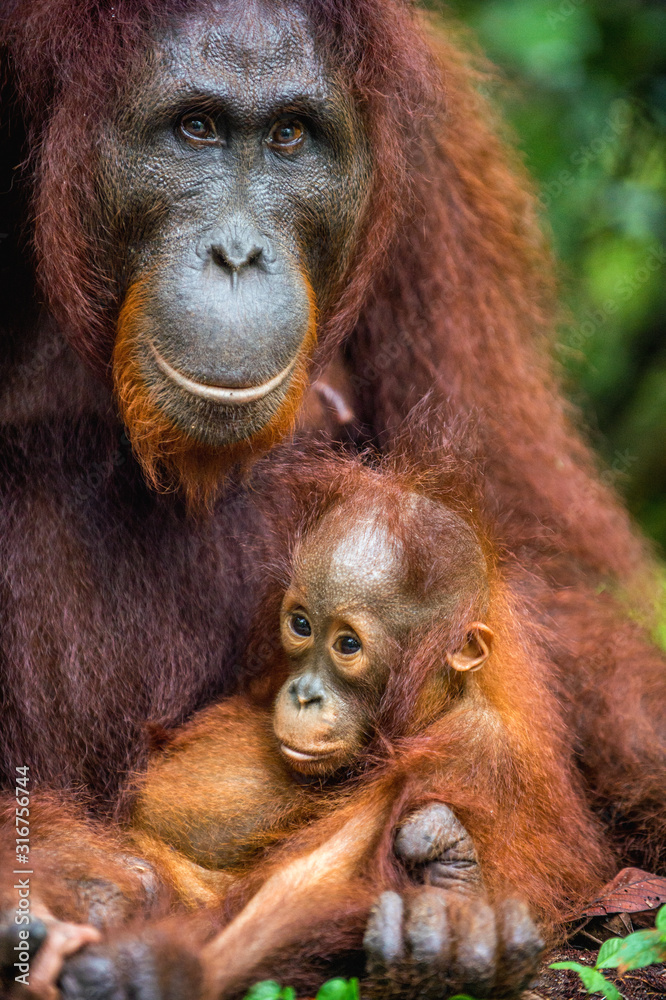 Mother orangutan and cub in a natural habitat. Bornean orangutan (Pongo pygmaeus wurmmbii) in the wild nature. Rainforest of Island Borneo. Indonesia. Mother orangutan and cub in a natural habitat. Bornean orangutan (Pongo pygmaeus wurmmbii) in the wild nature. Rainforest of Island Borneo. Indonesia.