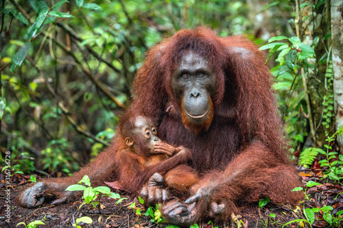 Mother orangutan and cub in a natural habitat. Bornean orangutan  Pongo  pygmaeus wurmmbii  in the wild nature. Rainforest of Island Borneo. Indonesia.