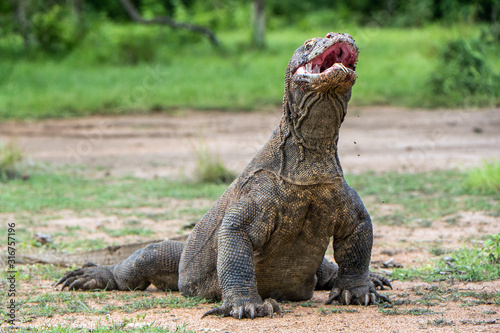 The Komodo dragon  Varanus komodoensis  raised the head with open mouth. It is the biggest living lizard in the world. Island Rinca. Indonesia.