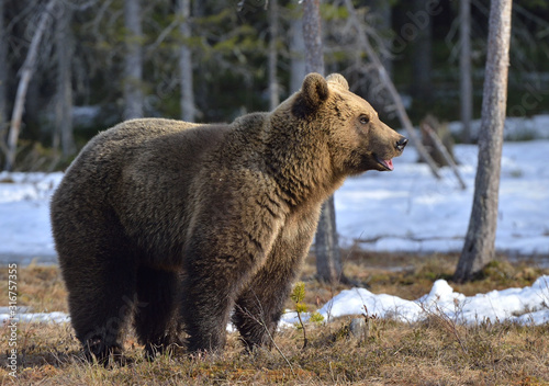 Brown Bear (Ursus arctos) male on the bog in spring forest. Natural habitat. © Uryadnikov Sergey