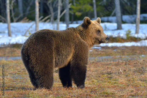 Brown Bear (Ursus arctos) male on the bog in spring forest. Natural habitat.