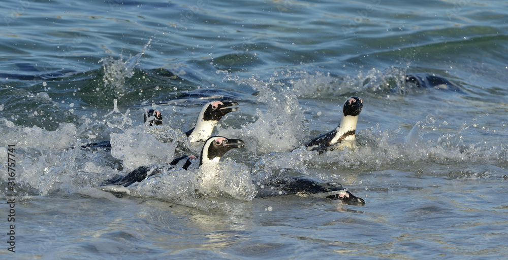 Naklejka premium African penguins walk out of the ocean on the sandy beach. African penguin also known as the jackass penguin and black-footed penguin. Sciencific name: Spheniscus demersus.