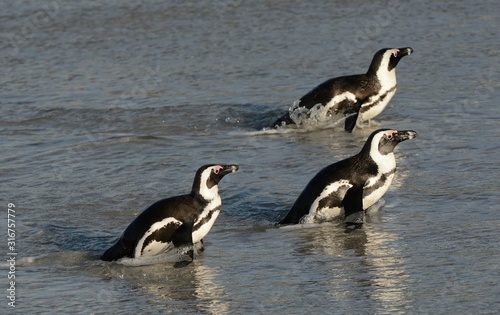 African penguins walk out of the ocean on the sandy beach. African penguin  also known as the jackass penguin and black-footed penguin. Sciencific name  Spheniscus demersus.