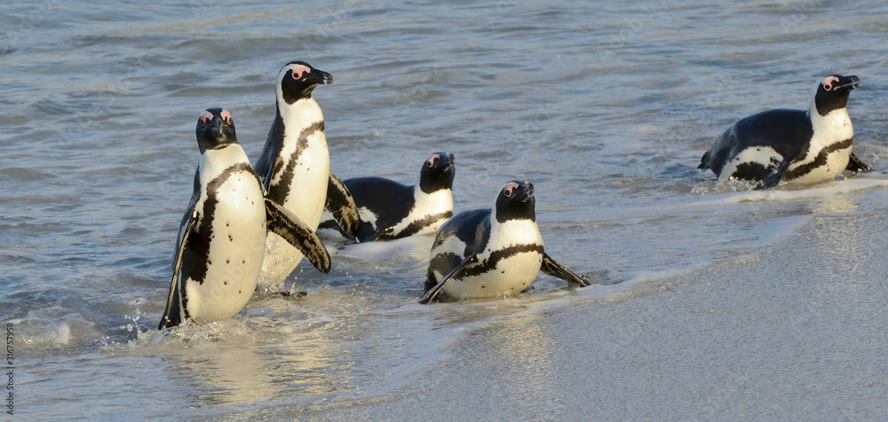 Fototapeta premium African penguins walk out of the ocean on the sandy beach. African penguin also known as the jackass penguin and black-footed penguin. Sciencific name: Spheniscus demersus.