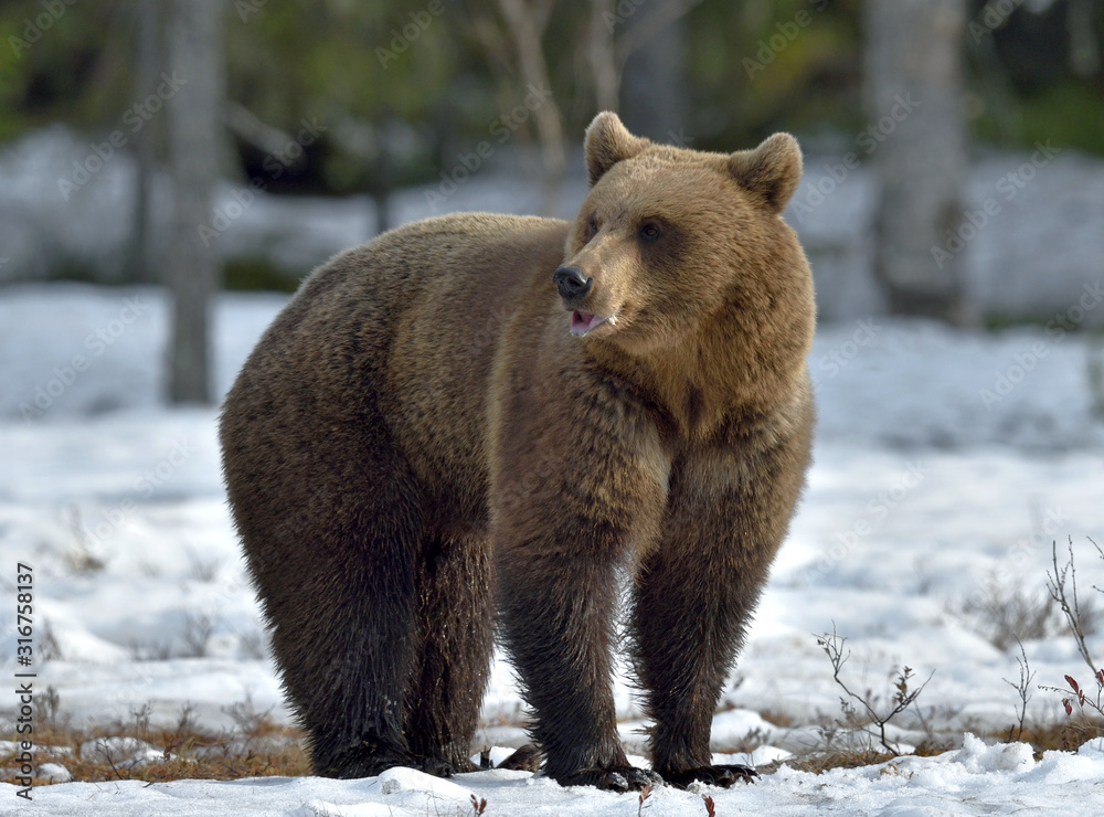 Obraz premium Brown Bear (Ursus arctos) on the snow, Swamp in spring forest.