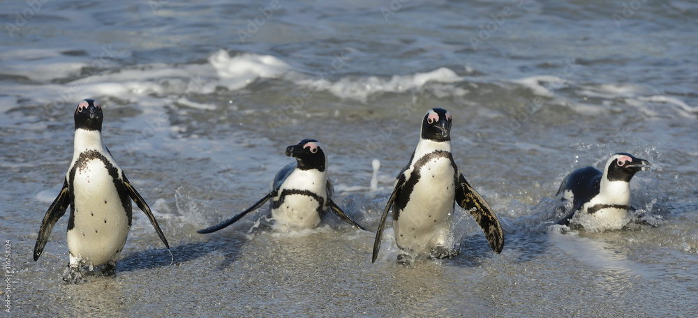 Obraz premium African penguins walk out of the ocean on the sandy beach. African penguin also known as the jackass penguin and black-footed penguin. Sciencific name: Spheniscus demersus.