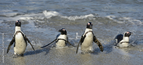 African penguins walk out of the ocean on the sandy beach. African penguin also known as the jackass penguin and black-footed penguin. Sciencific name: Spheniscus demersus.