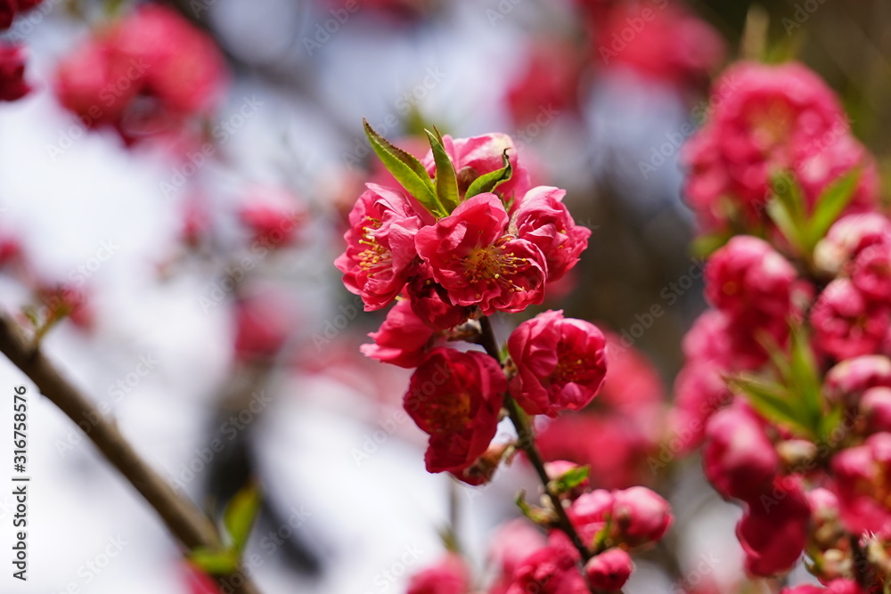 梅の花 梅の花